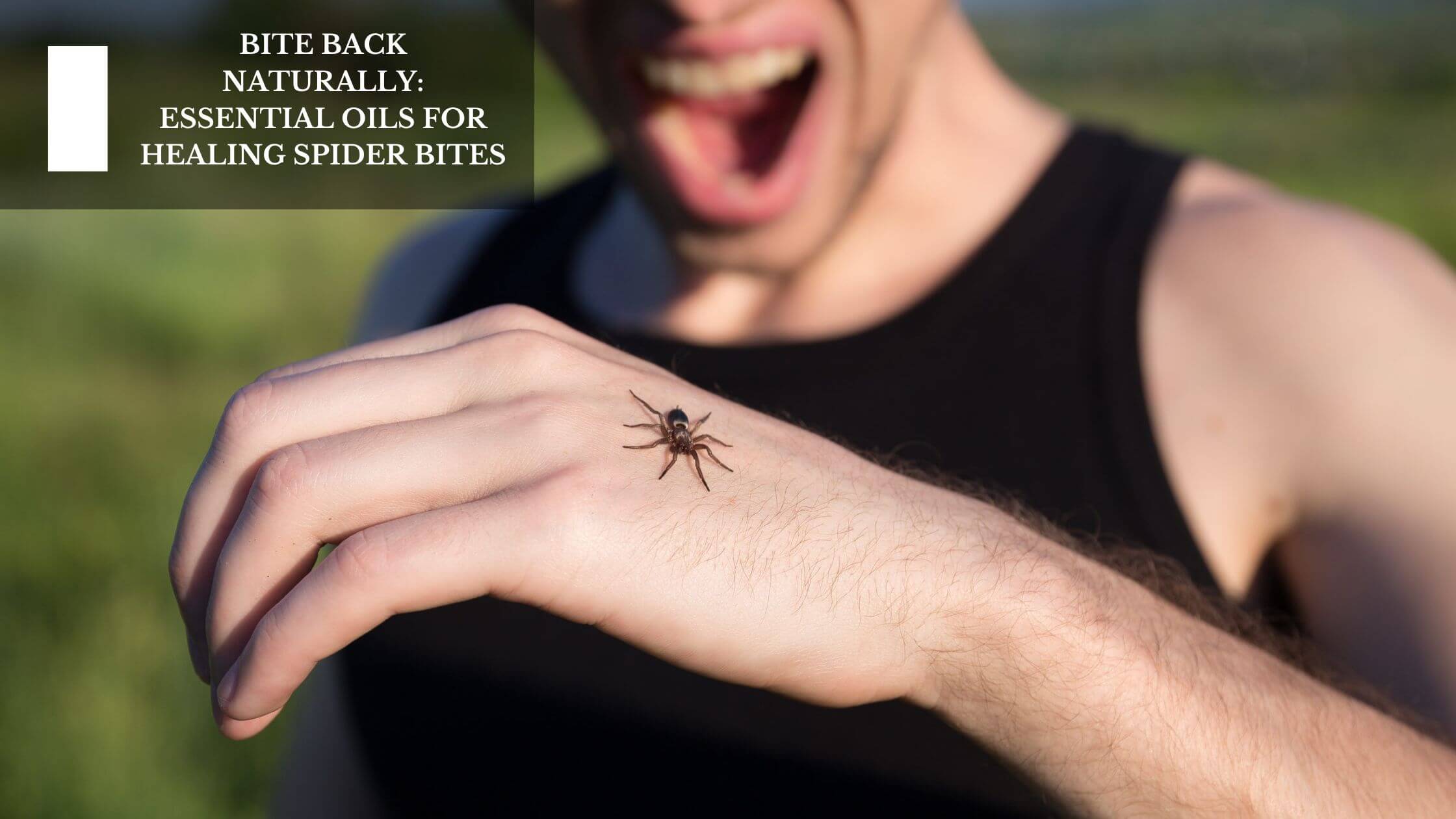 Essential oils shop for spider bites