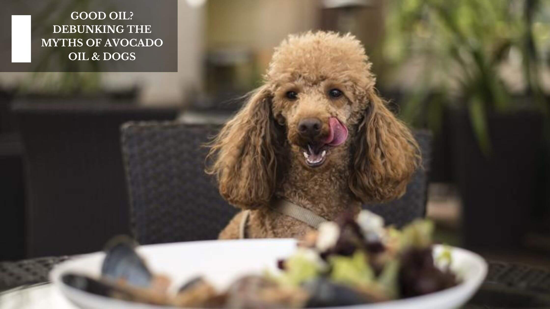 Is avocado oil bad for dogs discount