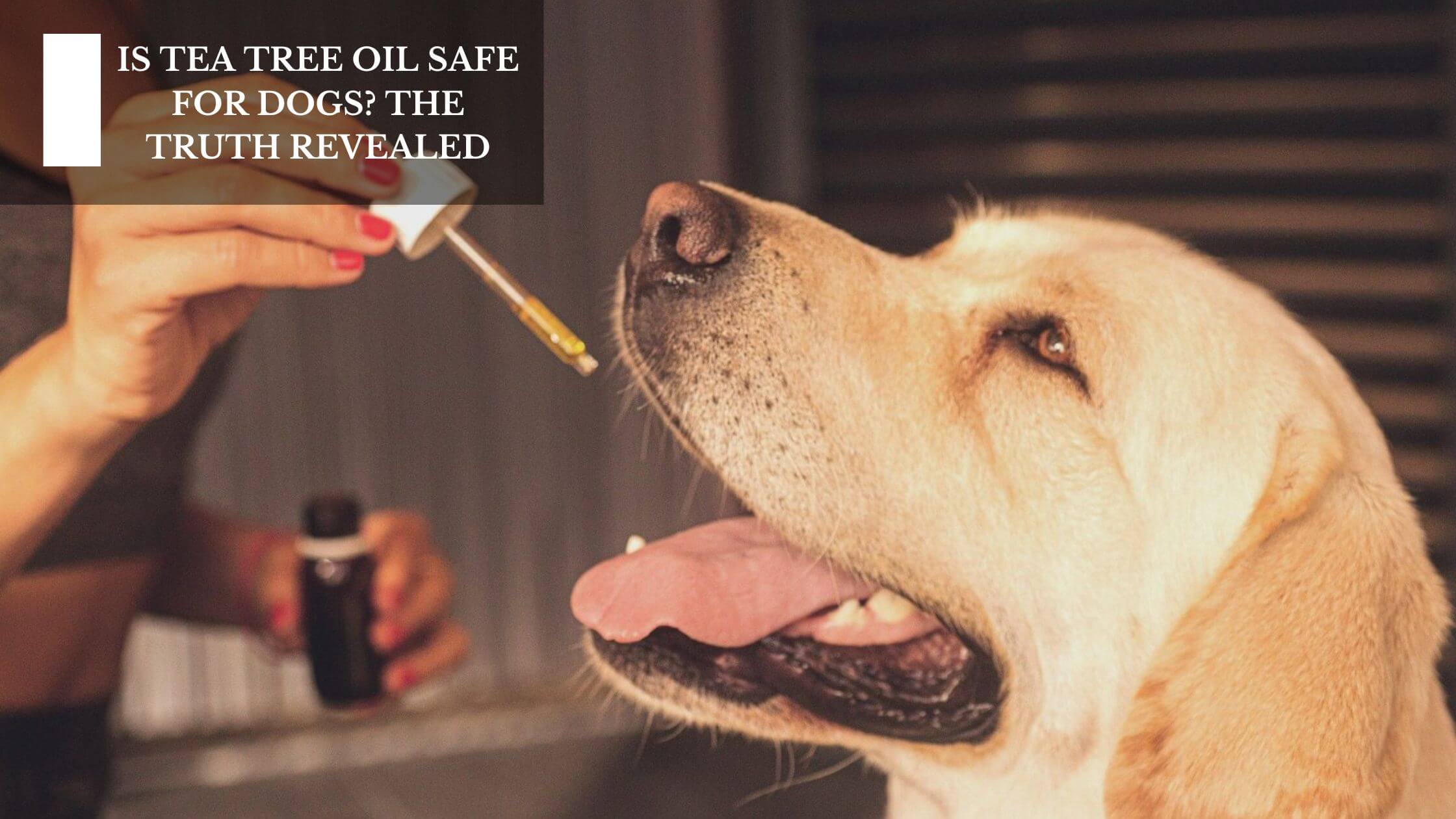 Is Tea Tree Oil Safe For Dogs? The Truth Revealed – Moksha Lifestyle ...