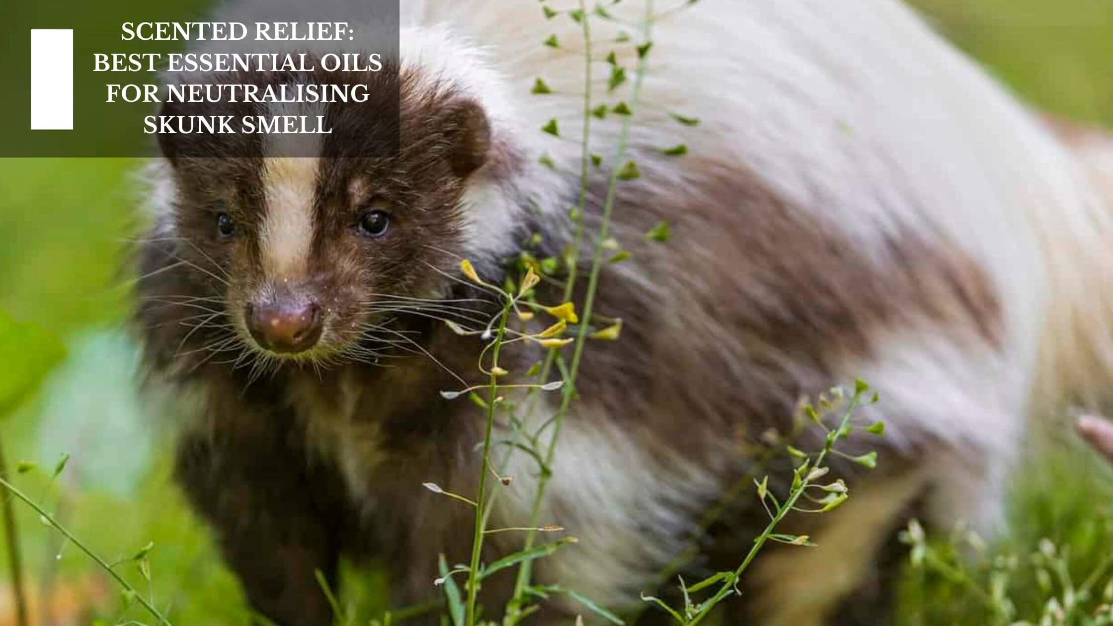 Scented Relief Best Essential Oils For Neutralising Skunk Smell