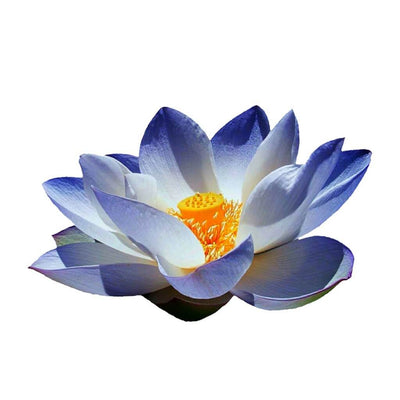 100% pure blue lotus absolute oil