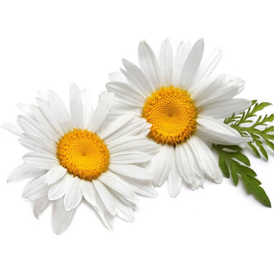 chamomile german oil suppliers