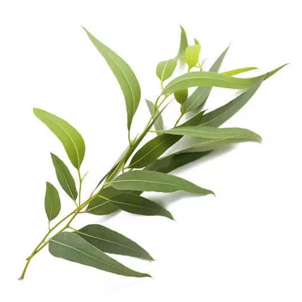 Shop Pure Chinese Eucalyptus Oil Online From Trusted Suppliers Moksha