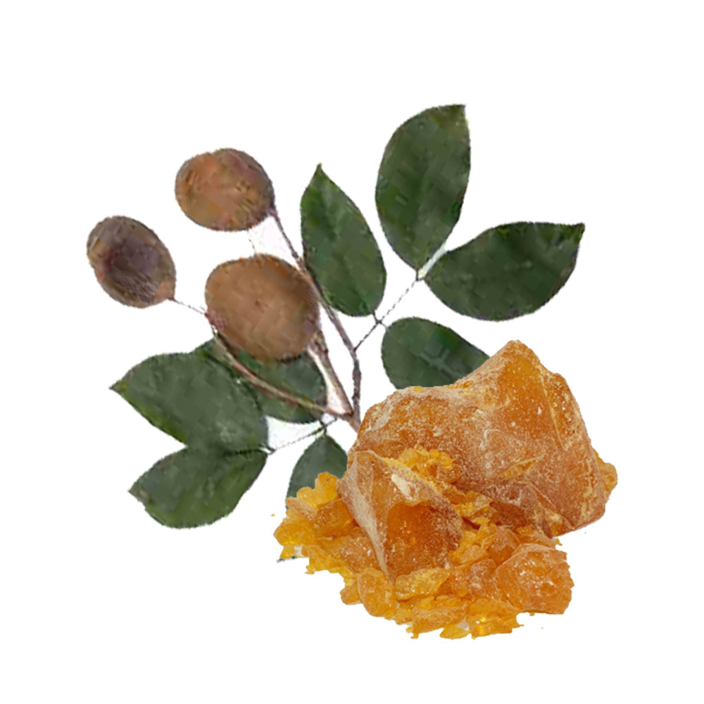 Get The Best Copaiba Balsam Oil From Trusted Suppliers – Moksha ...