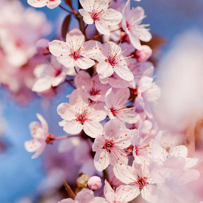 buy japanese cherry blossom fragrance oil online