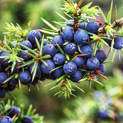 buy juniper berry hydrosol online