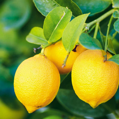 buy lemon hydrosol online