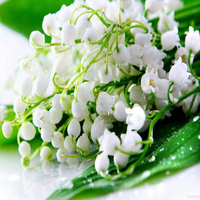 buy lily of the valley fragrance oil online