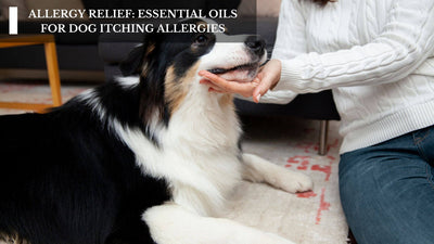 Allergy Relief: Essential Oils For Dog Itching Allergies