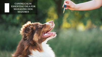 Canine Calm: Essential Oils For Managing Dog Seizures