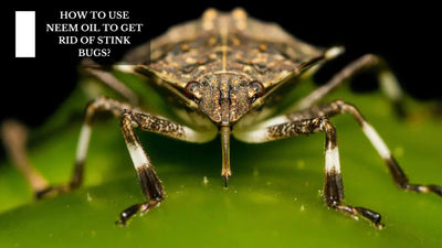 How To Use Neem Oil To Get Rid Of Stink Bugs?