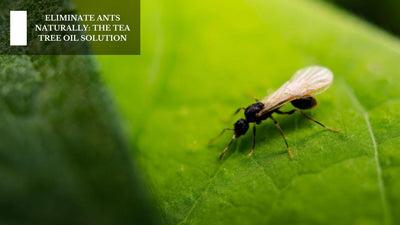 Eliminate Ants Naturally: The Tea Tree Oil Solution
