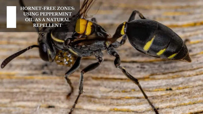 Hornet-Free Zones: Using Peppermint Oil As A Natural Repellent