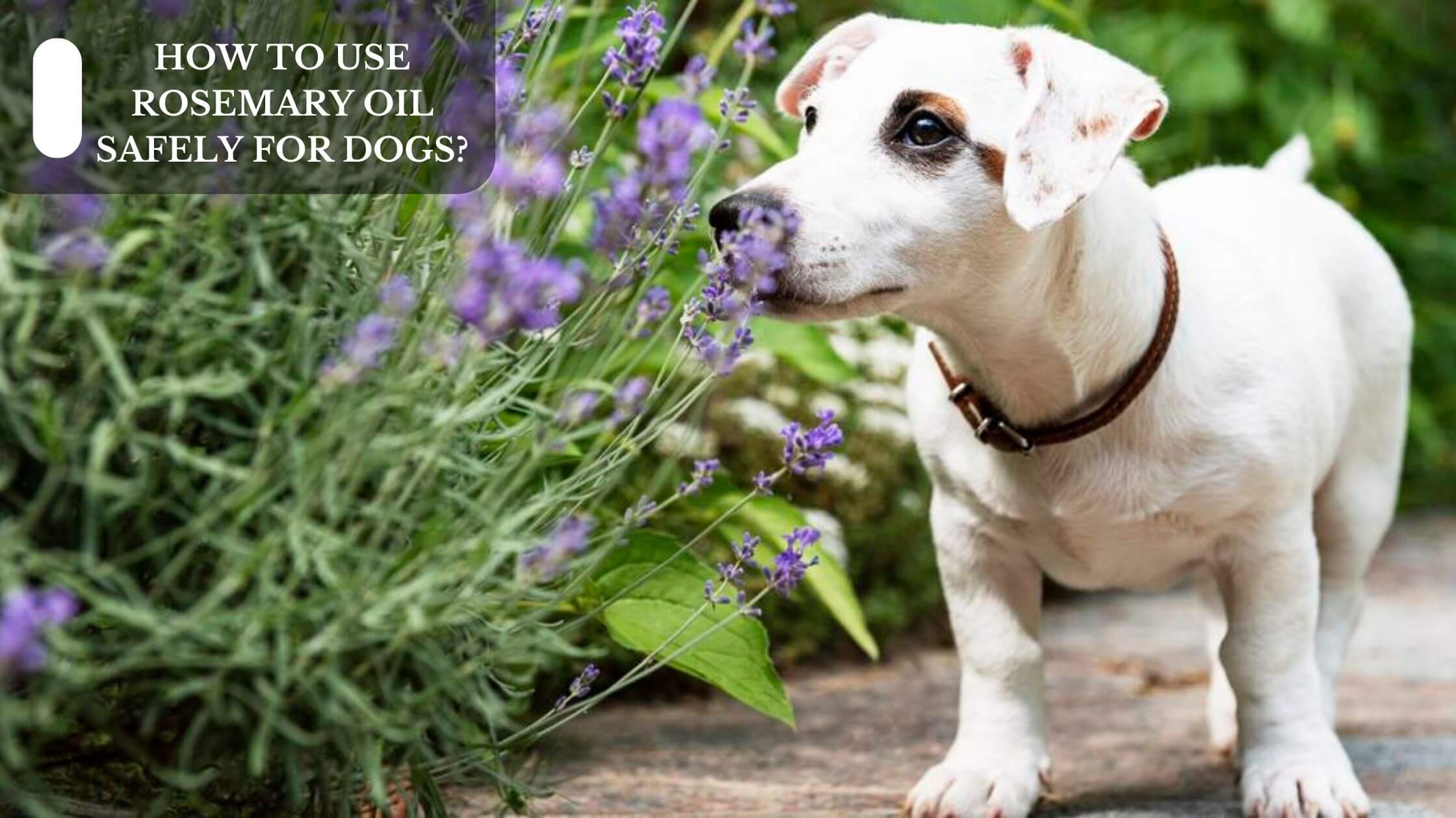 How To Use Rosemary Oil Safely For Dogs? Moksha Lifestyle Products