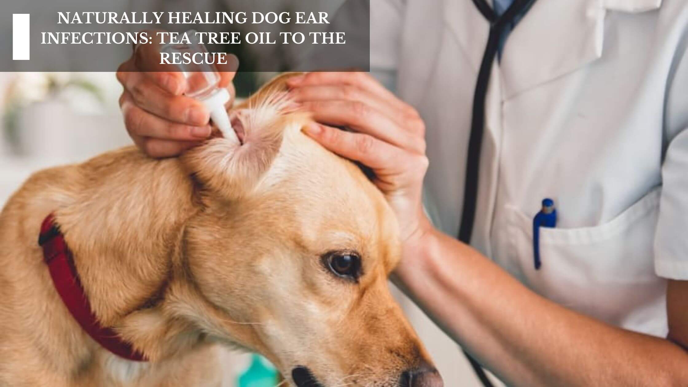 Home Remedies: Tea Tree Oil for Dog Ear Infection