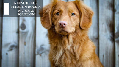 Neem Oil For Fleas On Dogs: A Natural Solution