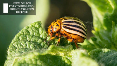 Neem Oil For Potato Bugs: Eco-Friendly Garden Defense