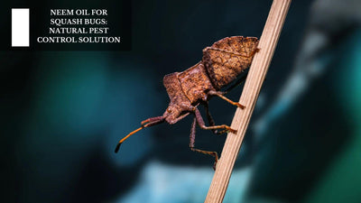 Neem Oil For Squash Bugs: Natural Pest Control Solution