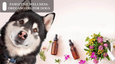 Pawsitive Wellness: Oregano Oil For Dogs