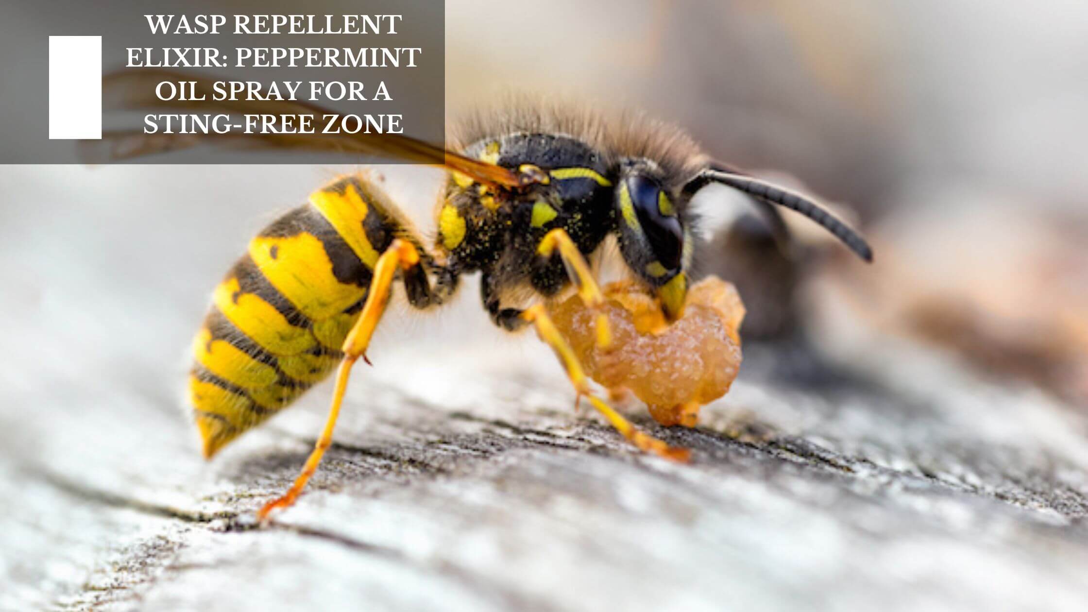 Wasp Repellent Elixir: Peppermint Oil Spray For A Sting-Free Zone ...