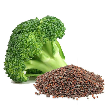 100% natural broccoli seed oil