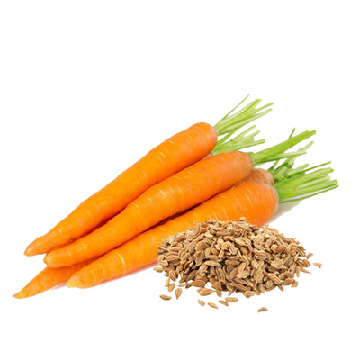 organic carrot seed carrier oil