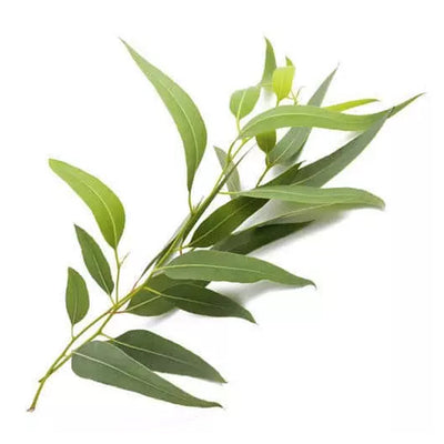 pure chinese eucalyptus oil 