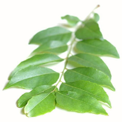 buy curry leaf hydrosol online