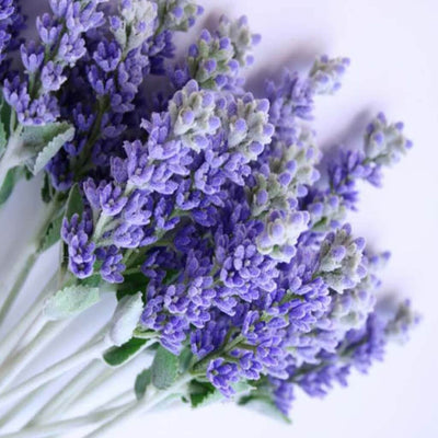 pure english lavender fragrance oil