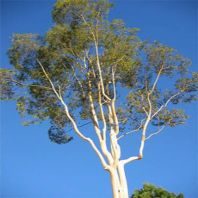 pure eucalyptus hydrosol