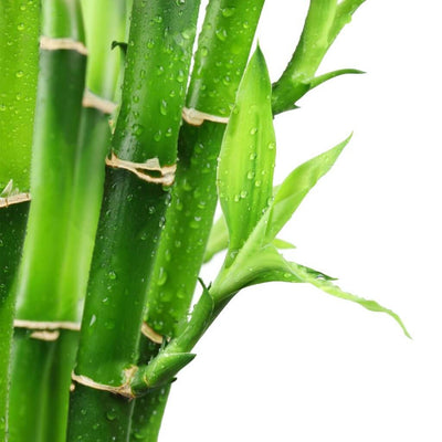 buy fresh bamboo fragrance oil online