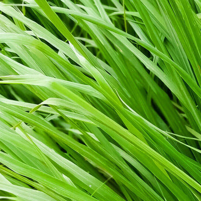 ginger grass hydrosol suppliers