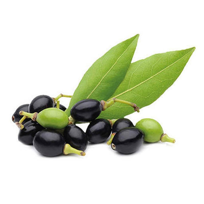 laurel berry essential oil