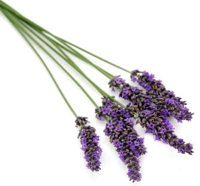 organic french lavender essential oil