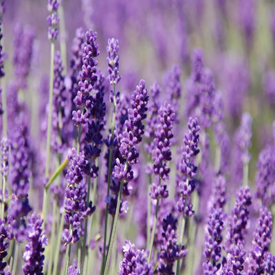 lavender bulgarian essential oil