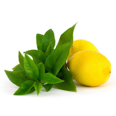 buy lemon verbena yankee fragrance oil online