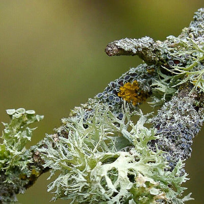 lichen essential oil