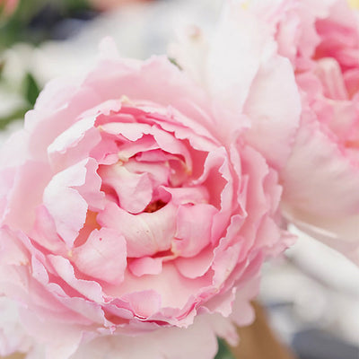  pink peony fragrance oil