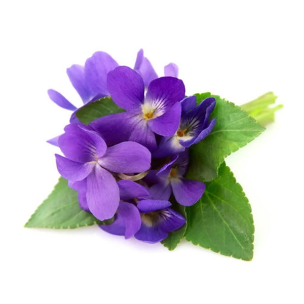 Buy Pure Organic Violet Leaf Absolute Oil Online at Best Wholesale