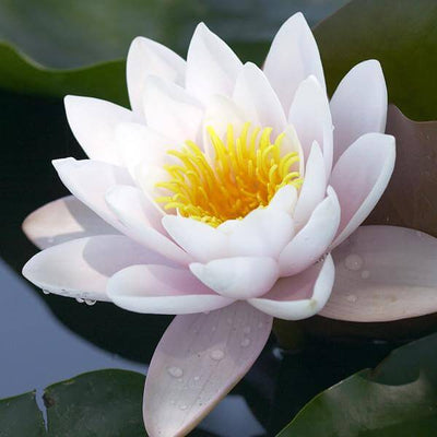 White lotus absolute oil Moksha - buy pure organic oil online  at best prices