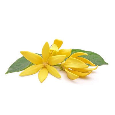 ylang ylang moksha - buy pure organic oil online  at best price